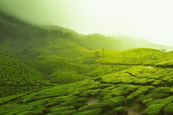 A misty view of rolling hills planted with tea in Kerala